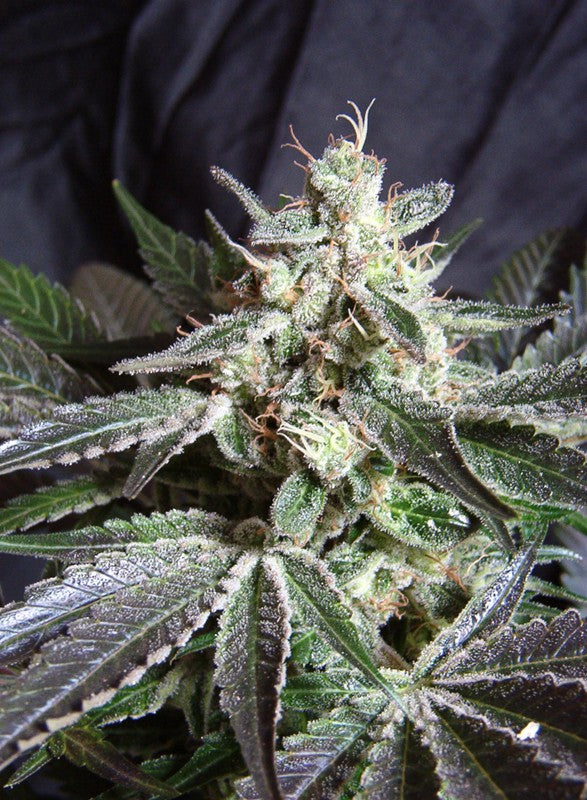 
                  
                    Sweetseeds - Black Jack®
                  
                