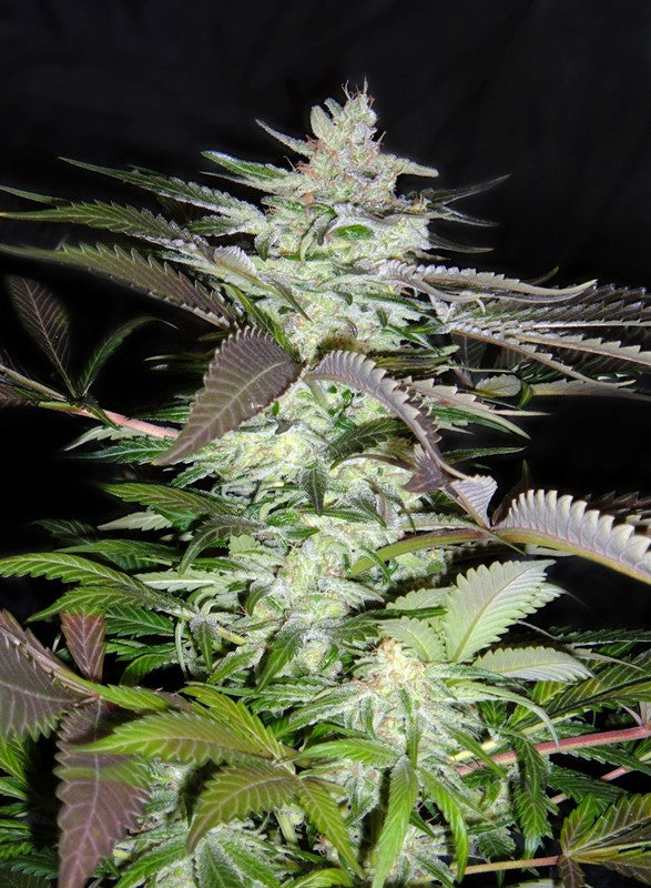
                  
                    Sweetseeds - Black Jack®
                  
                