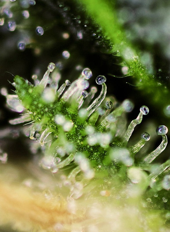 
                  
                    Sweetseeds - Black Jack®
                  
                