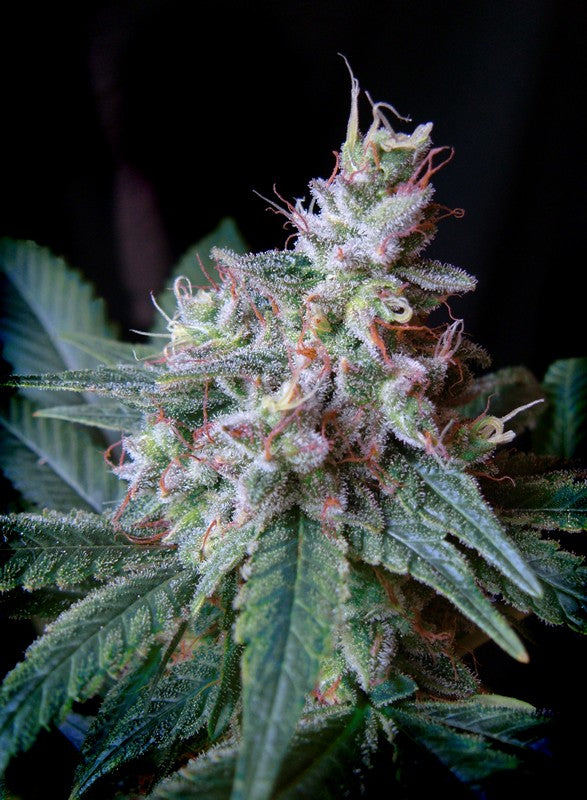 
                  
                    Sweetseeds - Cream Caramel®
                  
                