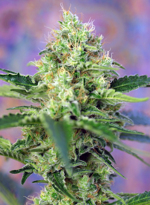 
                  
                    Sweetseeds - Crystal Candy®
                  
                