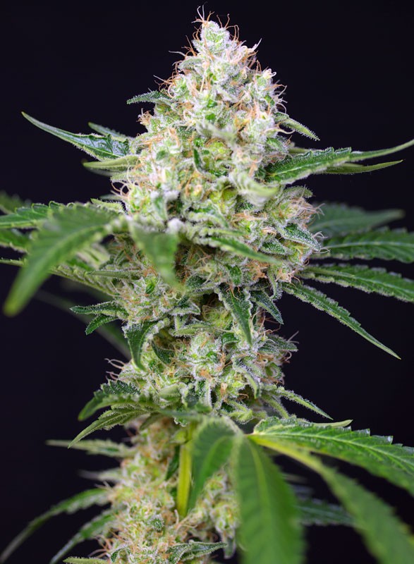 
                  
                    Sweetseeds - Crystal Candy®
                  
                