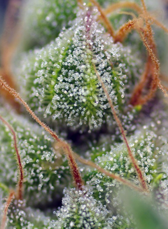 
                  
                    Sweetseeds - Crystal Candy®
                  
                