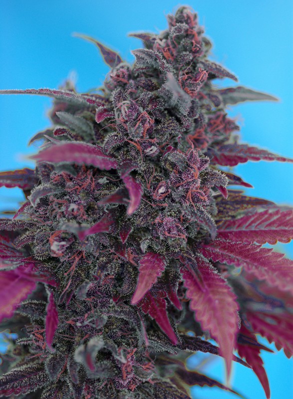
                  
                    Sweetseeds - Dark Devil Auto®
                  
                