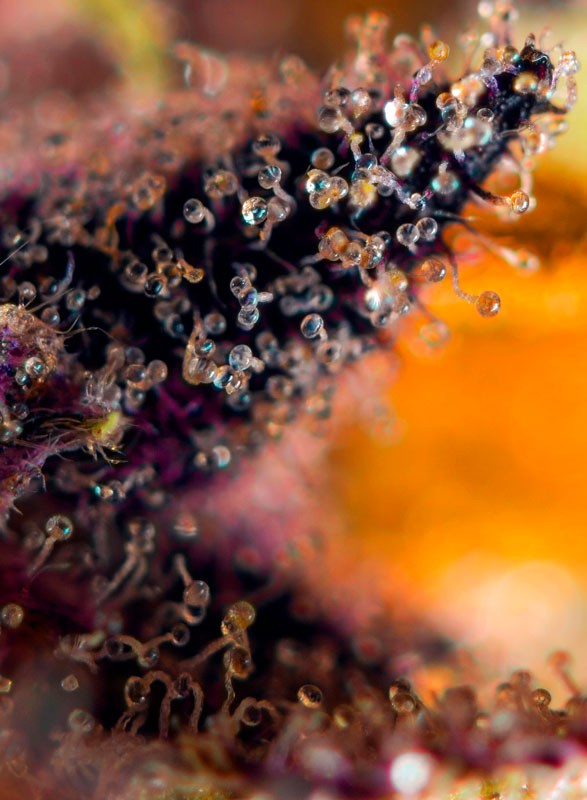 
                  
                    Sweetseeds - Dark Devil Auto®
                  
                