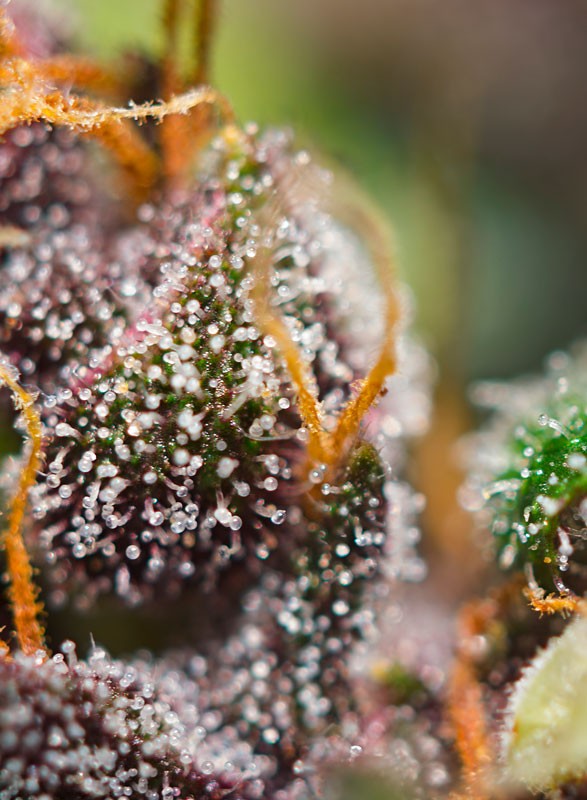 Sweetseeds - Dark Devil Auto®