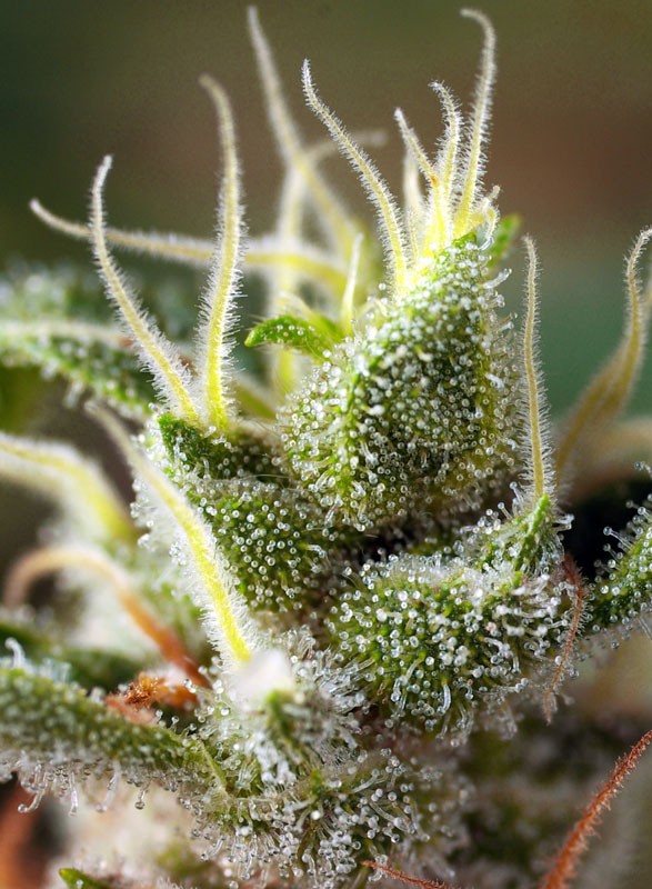
                  
                    Sweetseeds - Gorilla Girl F1 Fast Version®
                  
                