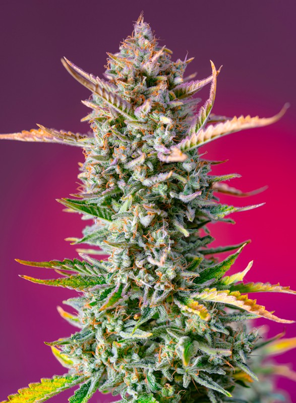 
                  
                    Sweetseeds - Gorilla Sherbet F1 Fast Version®
                  
                