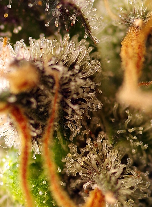 
                  
                    Sweetseeds - Gorilla Sherbet F1 Fast Version®
                  
                