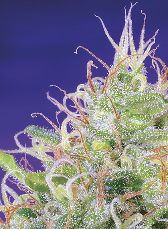 
                  
                    Sweetseeds - Green Poison®
                  
                