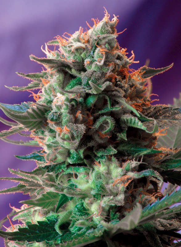 
                  
                    Sweetseeds - Jack 47®
                  
                