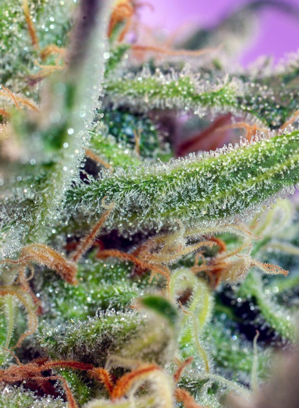 
                  
                    Sweetseeds - Jack 47®
                  
                