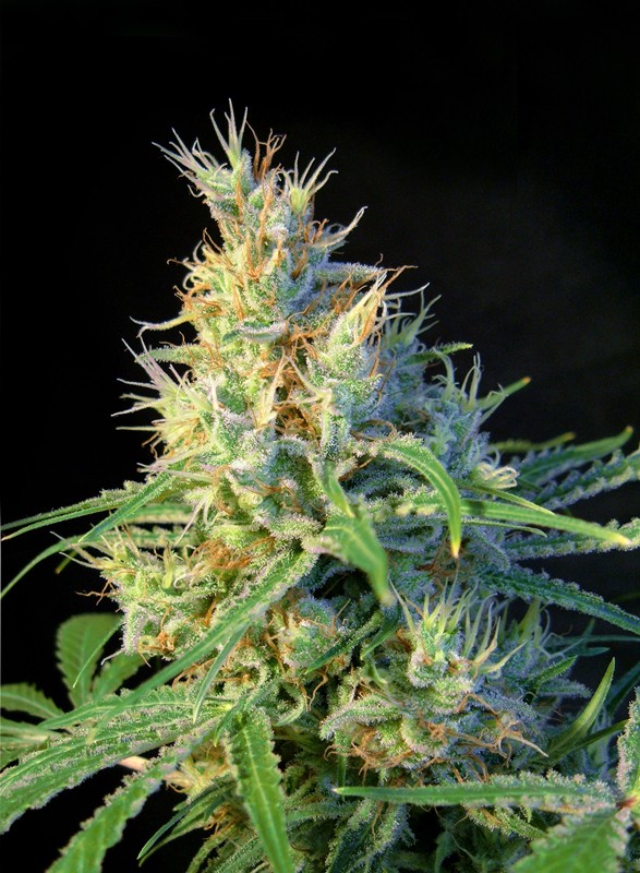 Sweetseeds - Psicodelicia®