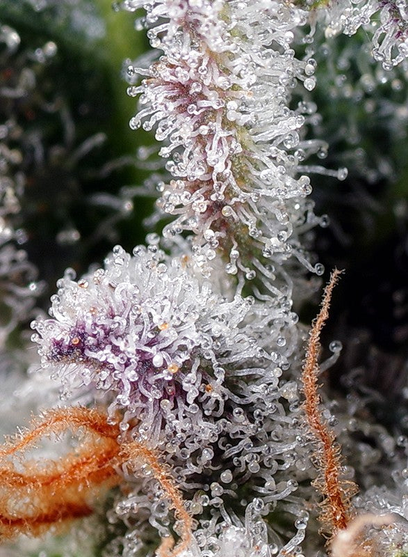 
                  
                    Sweetseeds - Psicodelicia®
                  
                