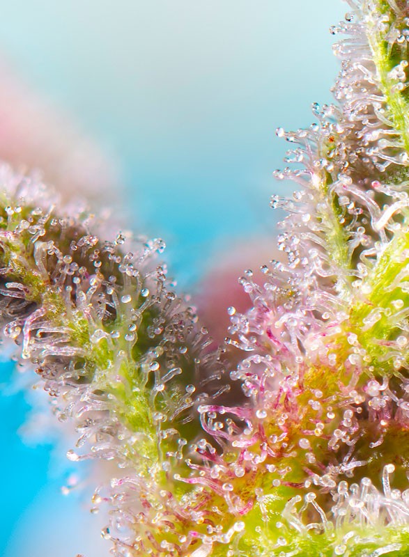 
                  
                    Sweetseeds - Purple Punch OG®
                  
                
