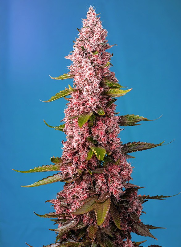 
                  
                    Sweetseeds - Red Hot Cookies®
                  
                