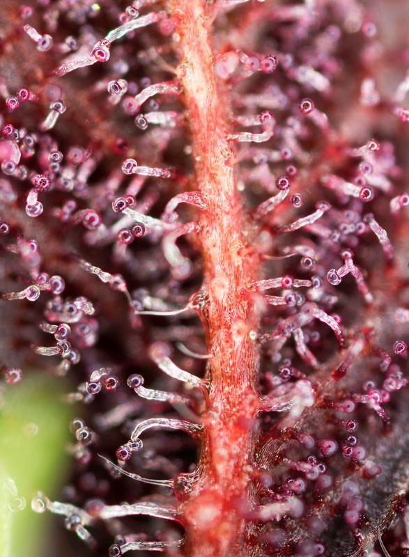 Sweetseeds - Red Hot Cookies®