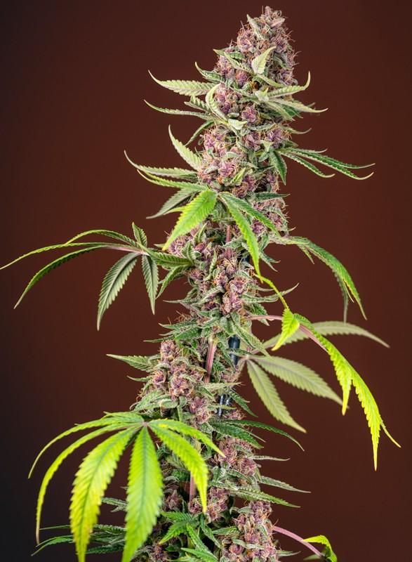 
                  
                    Sweetseeds - Red Mandarine F1 Fast Version®
                  
                