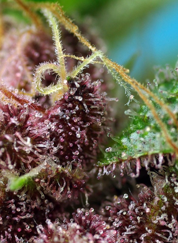 
                  
                    Sweetseeds - Red Mandarine F1 Fast Version®
                  
                