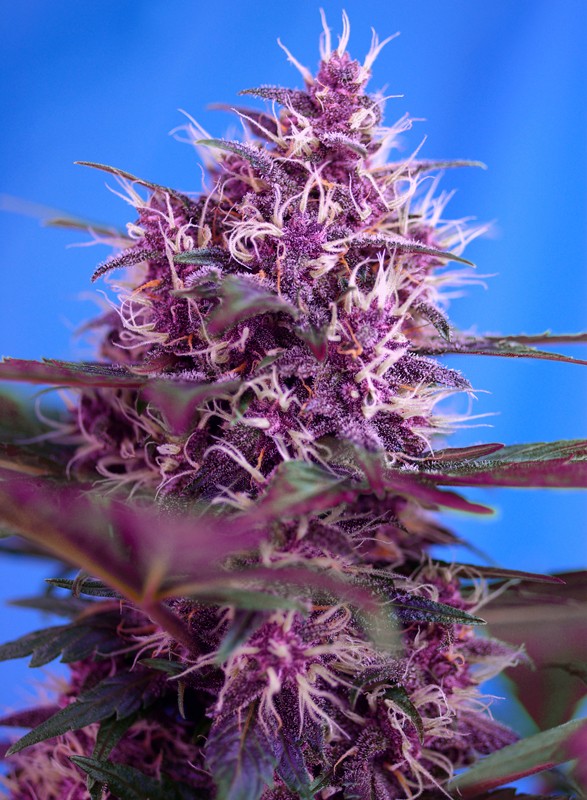 
                  
                    Sweetseeds - Red Poison Auto®
                  
                
