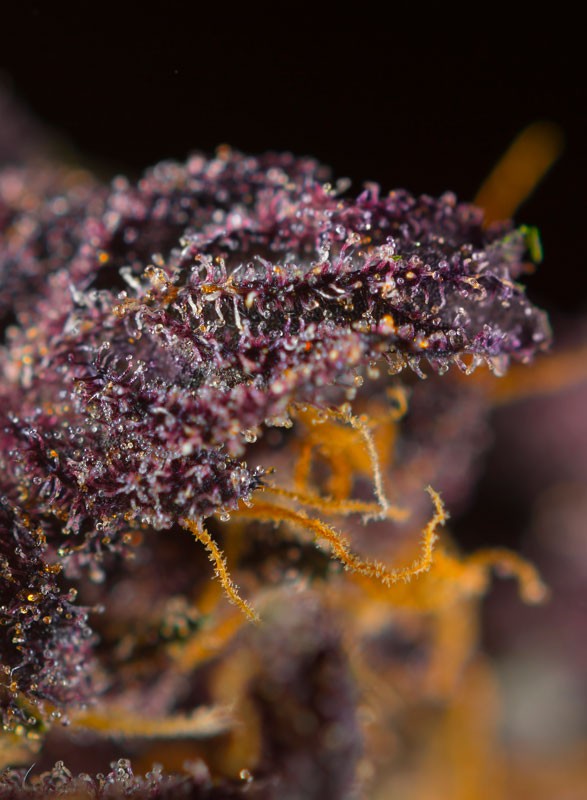 
                  
                    Sweetseeds - Red Poison Auto®
                  
                