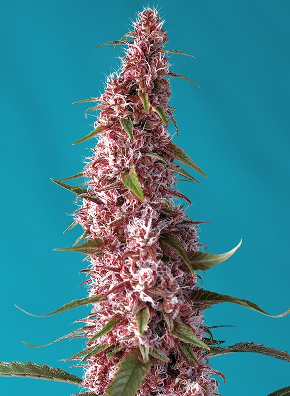 
                  
                    Sweetseeds - Red Pure Auto CBD®
                  
                