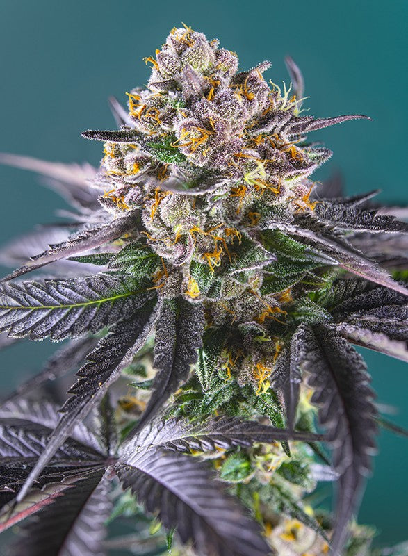 
                  
                    Sweetseeds - Red Strawberry Banana Auto®
                  
                