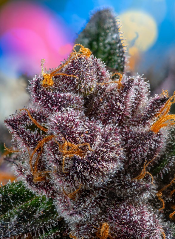 Sweetseeds - Red Strawberry Banana Auto®