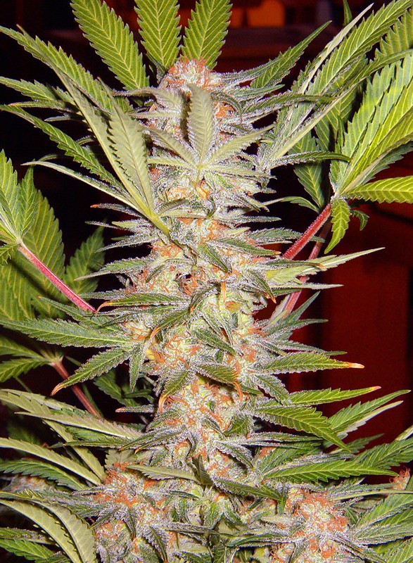 Sweetseeds - S.A.D. Sweet Afgani Delicious F1 Fast Version®