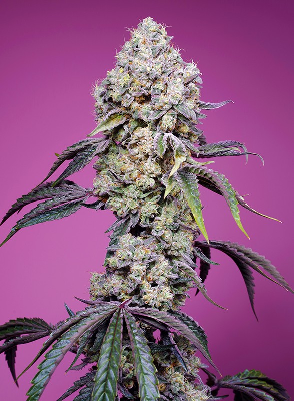 
                  
                    Sweetseeds - Sweet Mandarine Zkittlez F1 Fast Version®
                  
                