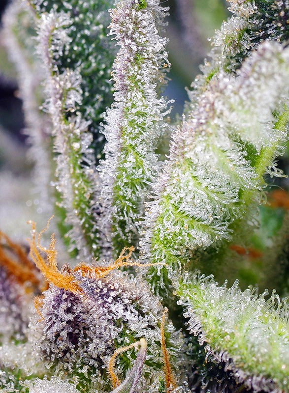 Sweetseeds - Sweet Mandarine Zkittlez F1 Fast Version®
