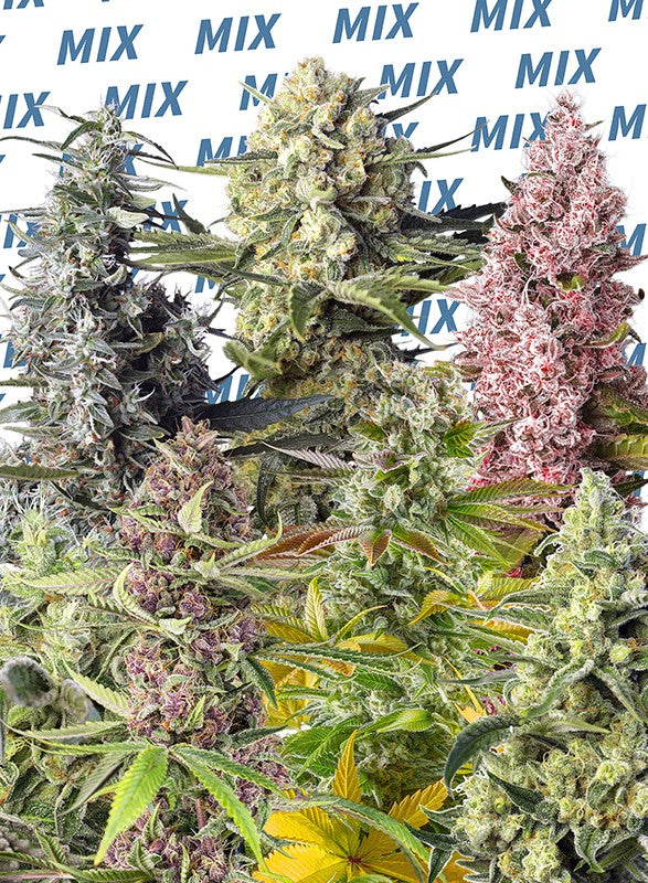 
                  
                    Sweetseeds - Sweet Mix Lichtabhängige®
                  
                