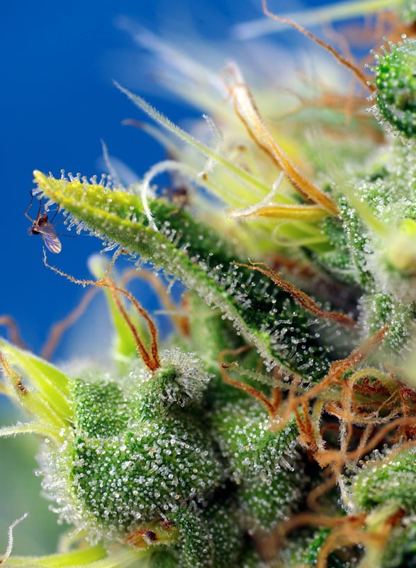 
                  
                    Sweetseeds - Sweet Pure Auto CBD®
                  
                