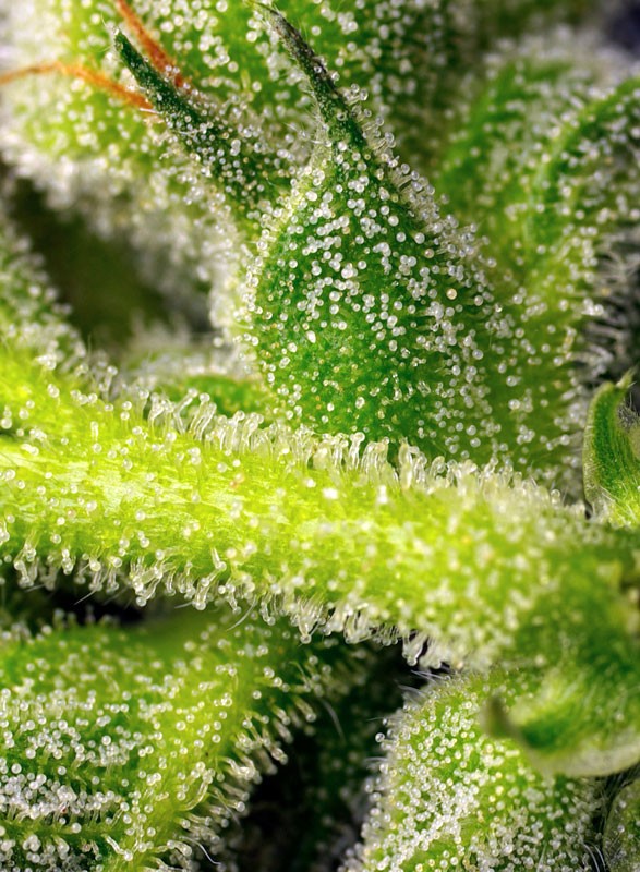 
                  
                    Sweetseeds - Sweet Pure Auto CBD®
                  
                