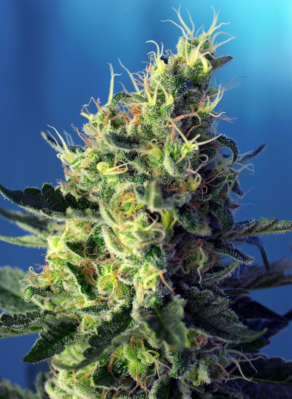 Sweetseeds - Sweet Pure CBD®