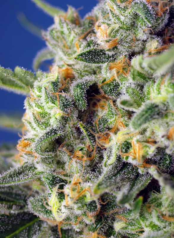
                  
                    Sweetseeds - Sweet Pure CBD®
                  
                