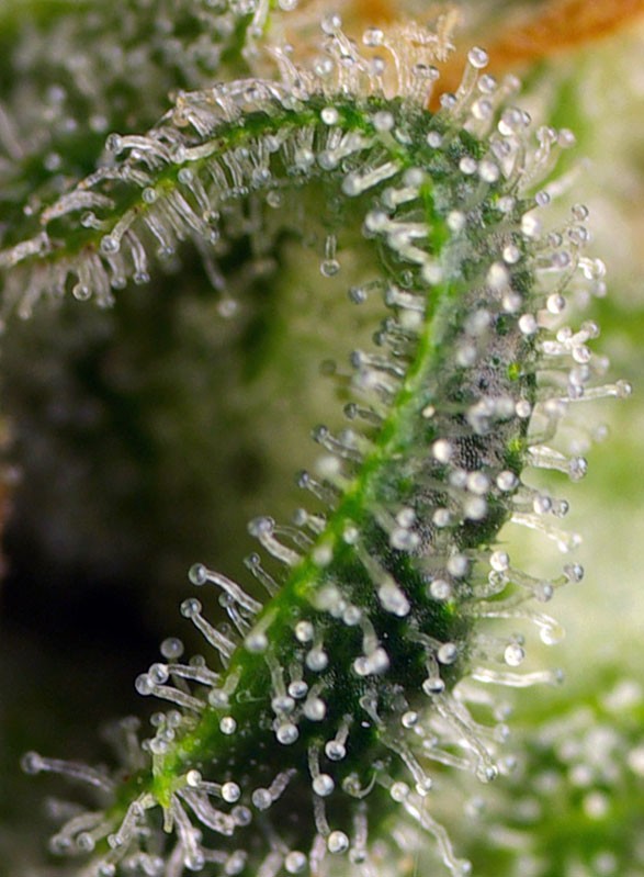 
                  
                    Sweetseeds - Sweet Pure CBD®
                  
                