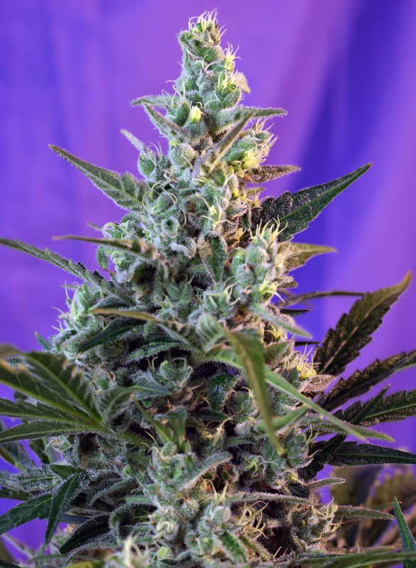 
                  
                    Sweetseeds - Sweet Skunk F1 Fast Version®
                  
                
