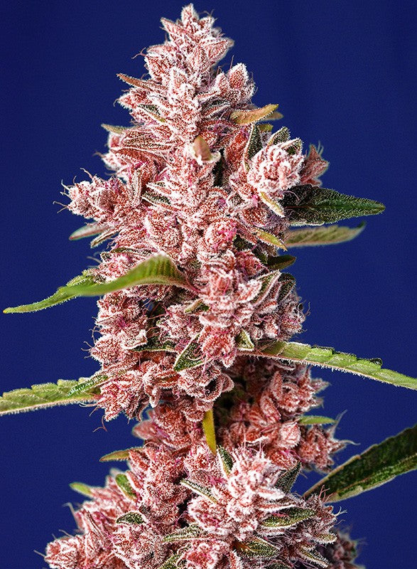 
                  
                    Sweetseeds - Tropicanna Poison F1 Fast Version®
                  
                